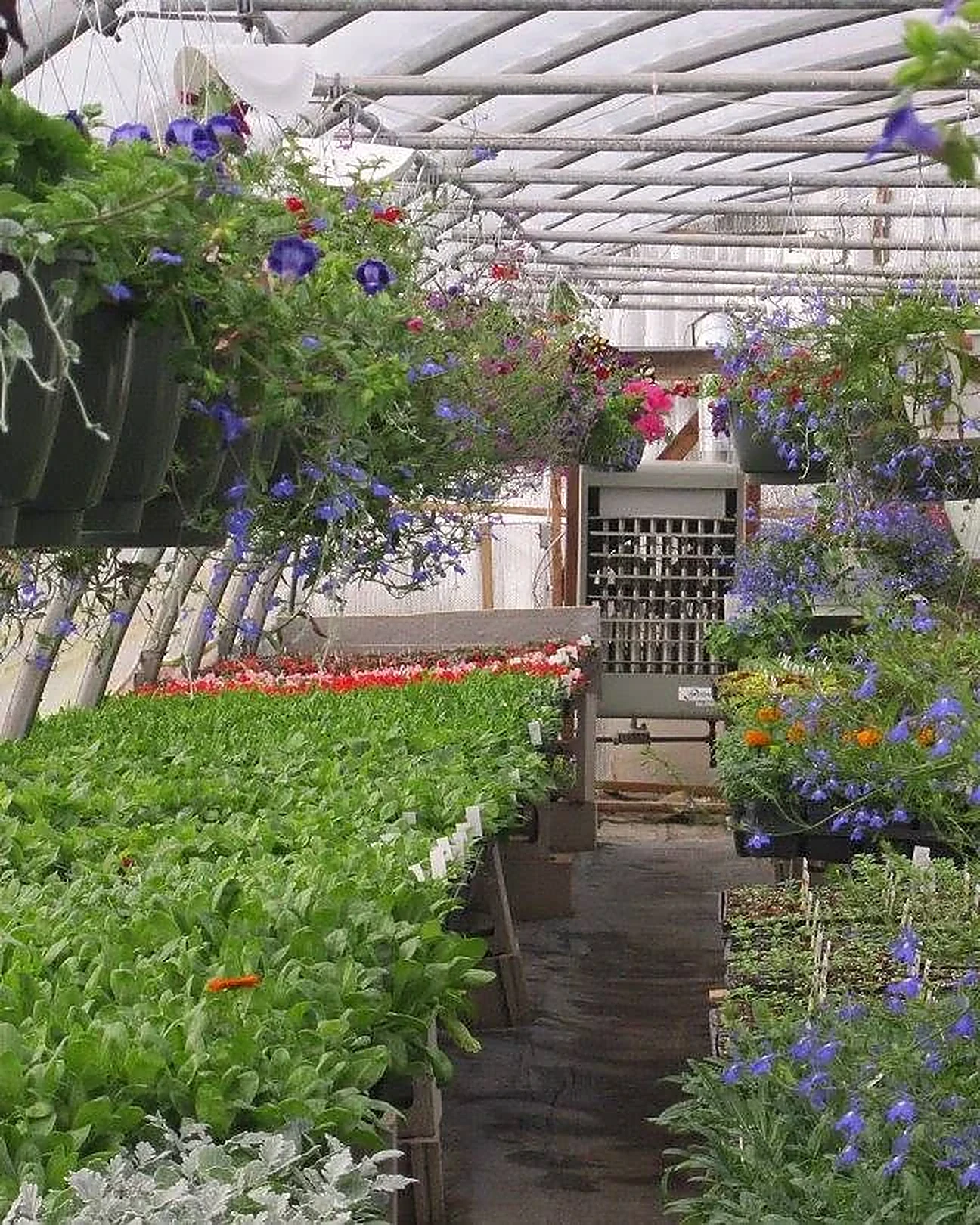 Beds of seedlings and hanging baskets in flower along an Ellis greenhouse aisle