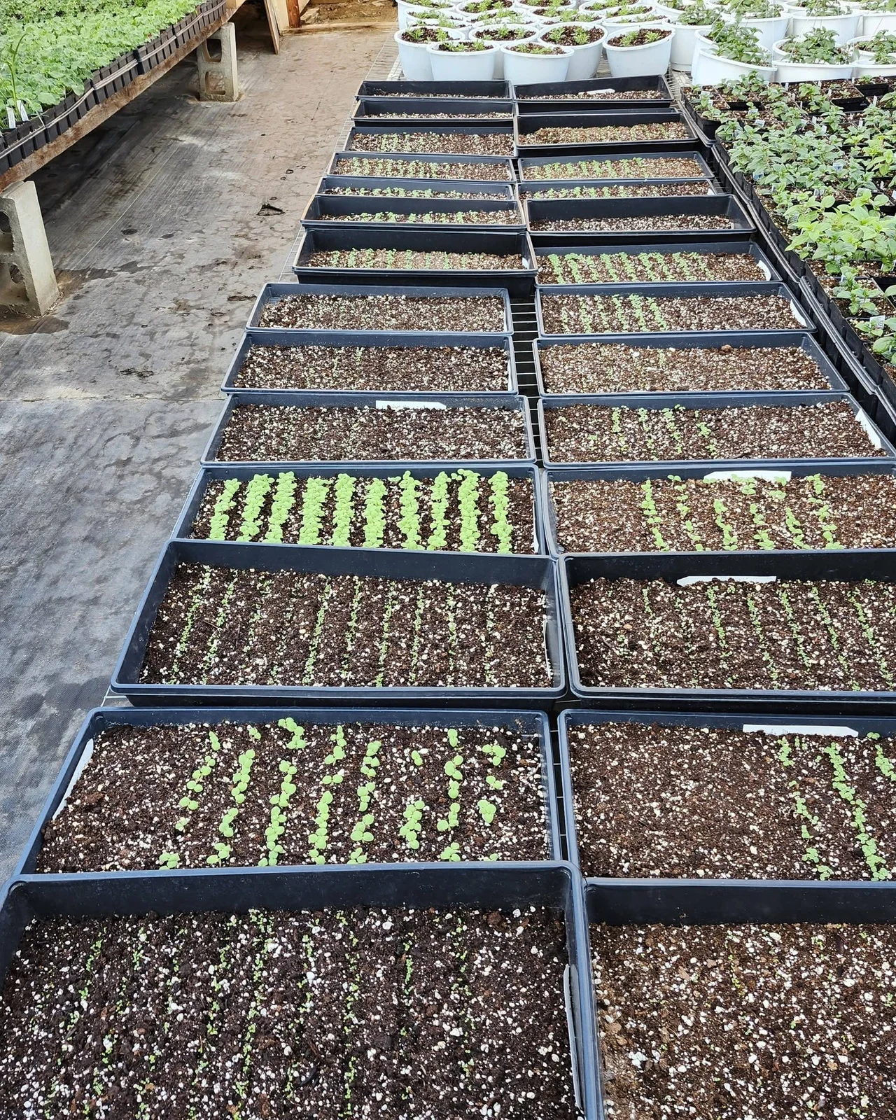 Trays of newly sown seedlings running the length of a greenhouse aisle at Ellis'