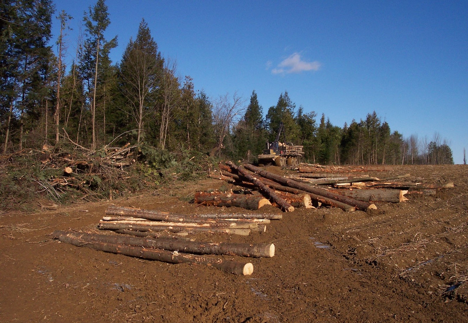 A harvest landing in a managed Maine woodlot, logs decked and ready