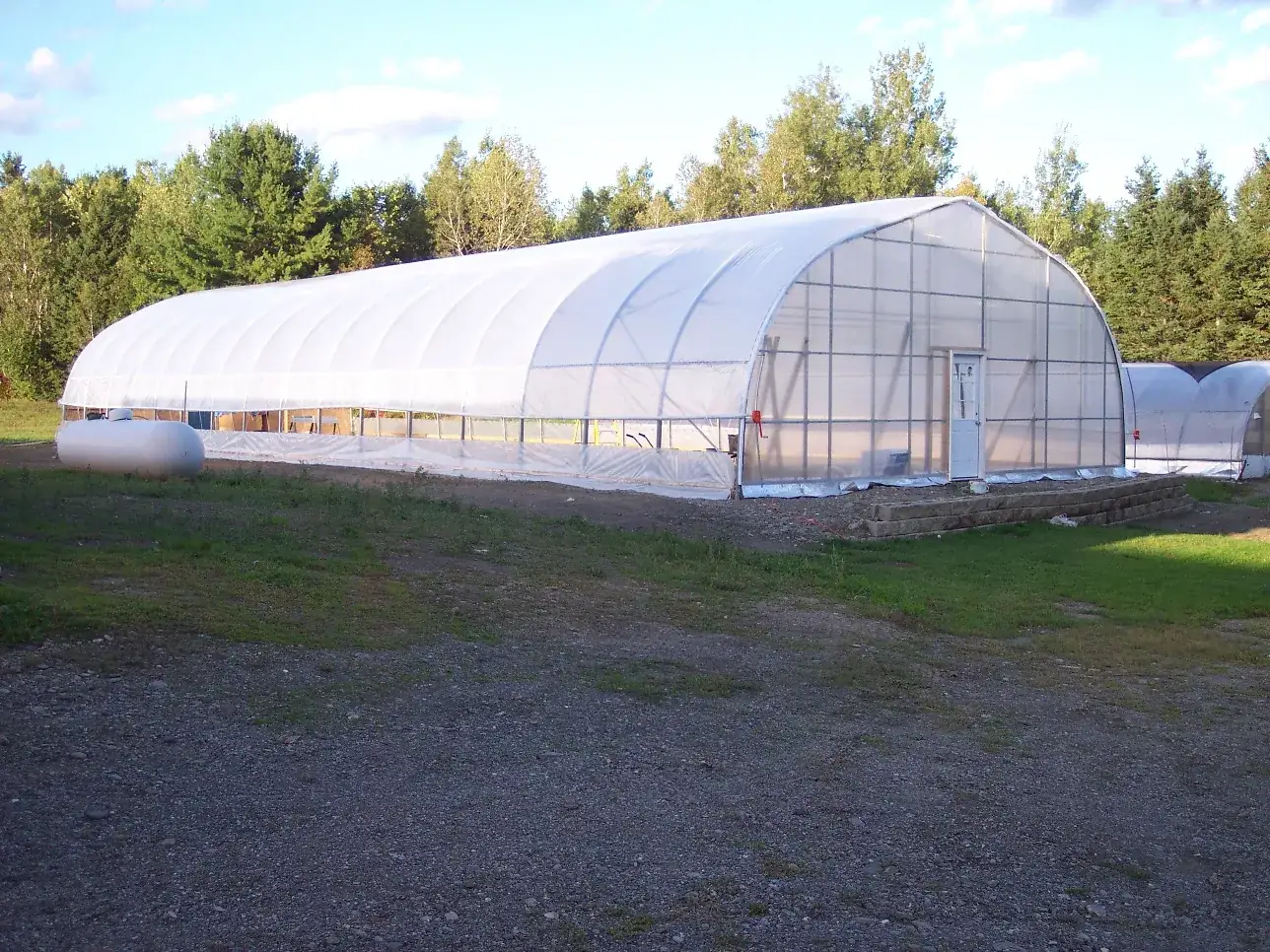 Inside a finished greenhouse, benches of red and pink petunias running the length of the house