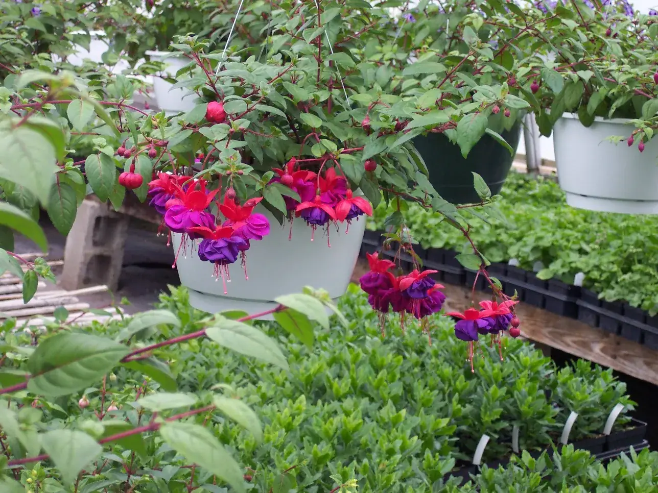 Hanging fuchsia baskets along the greenhouse rafters above a plank walkway