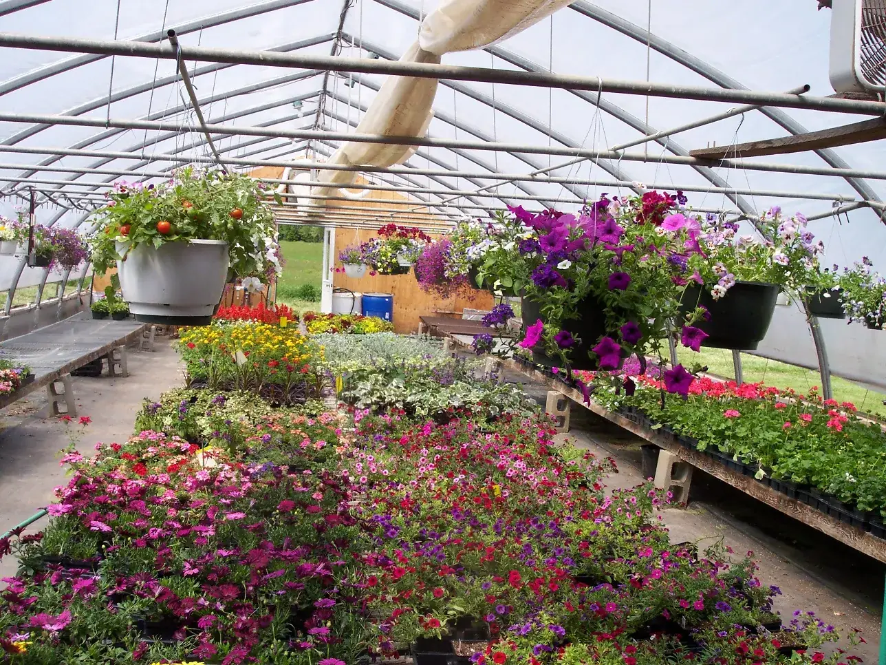 Trays of young hanging baskets filling out on the greenhouse floor