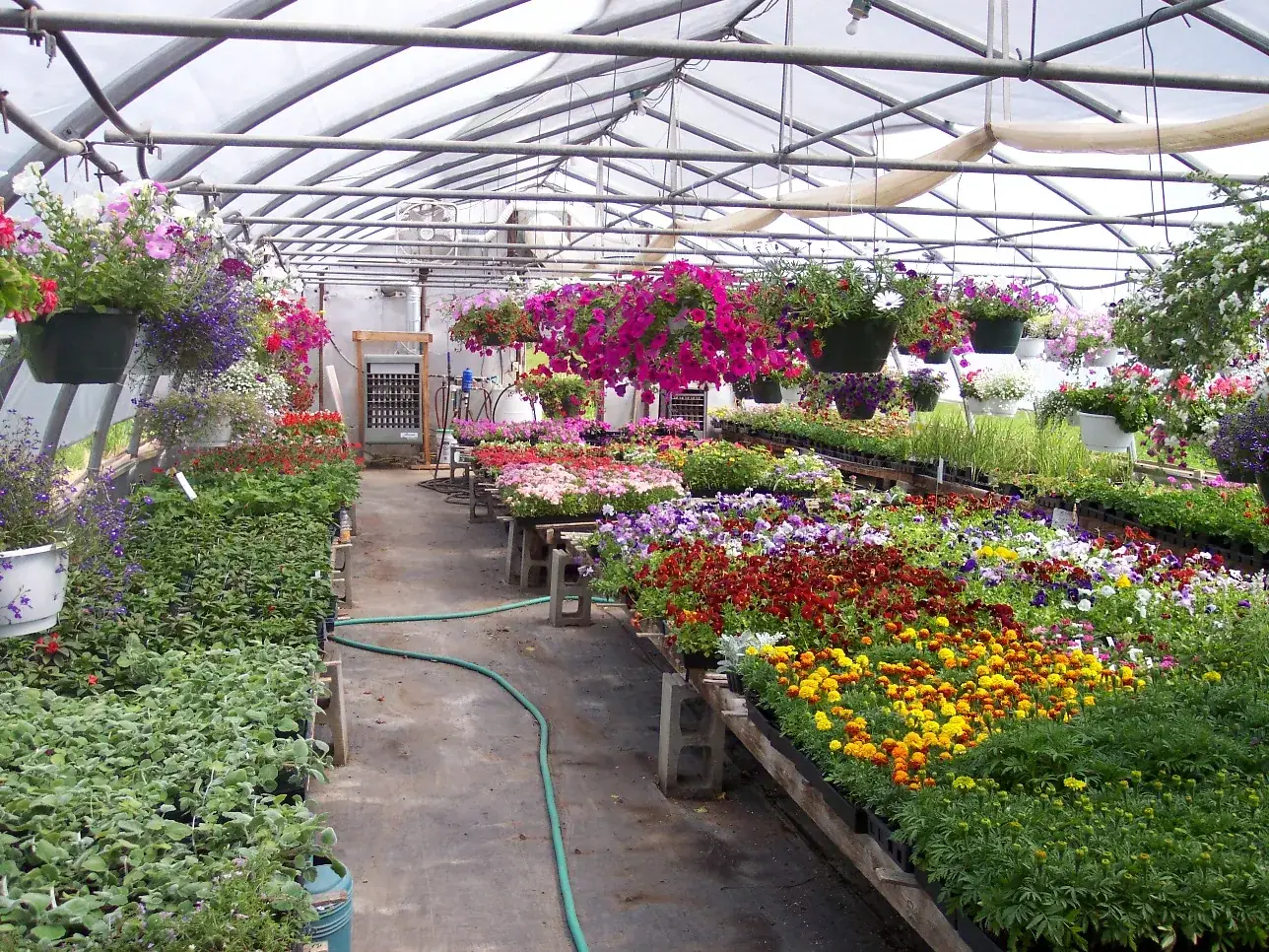 Late spring on the benches, marigolds and pansies in flat after flat