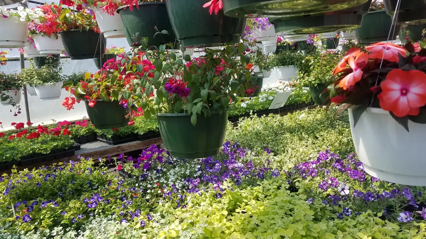 Baskets of trailing lobelia hung above rows of bedding plants