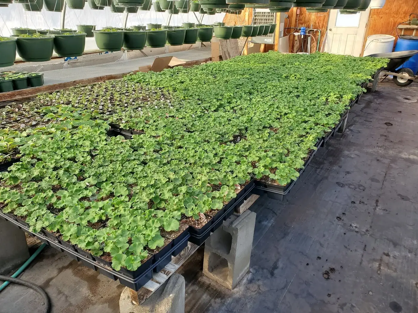 A long aisle between greenhouse benches packed with young plants