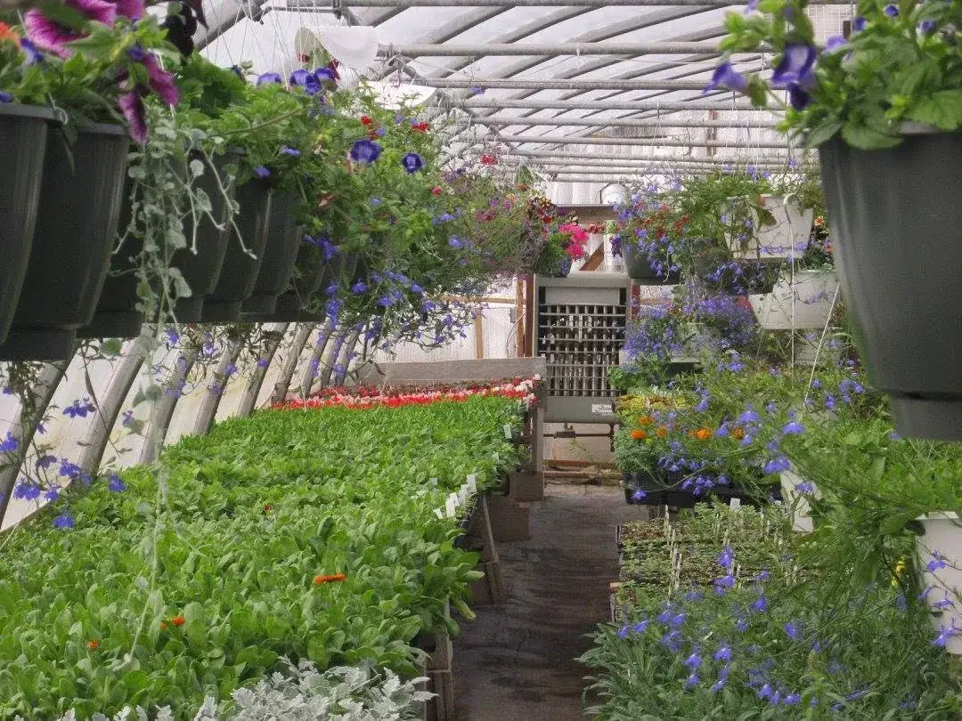 Looking down the greenhouse under baskets toward benches of green starts