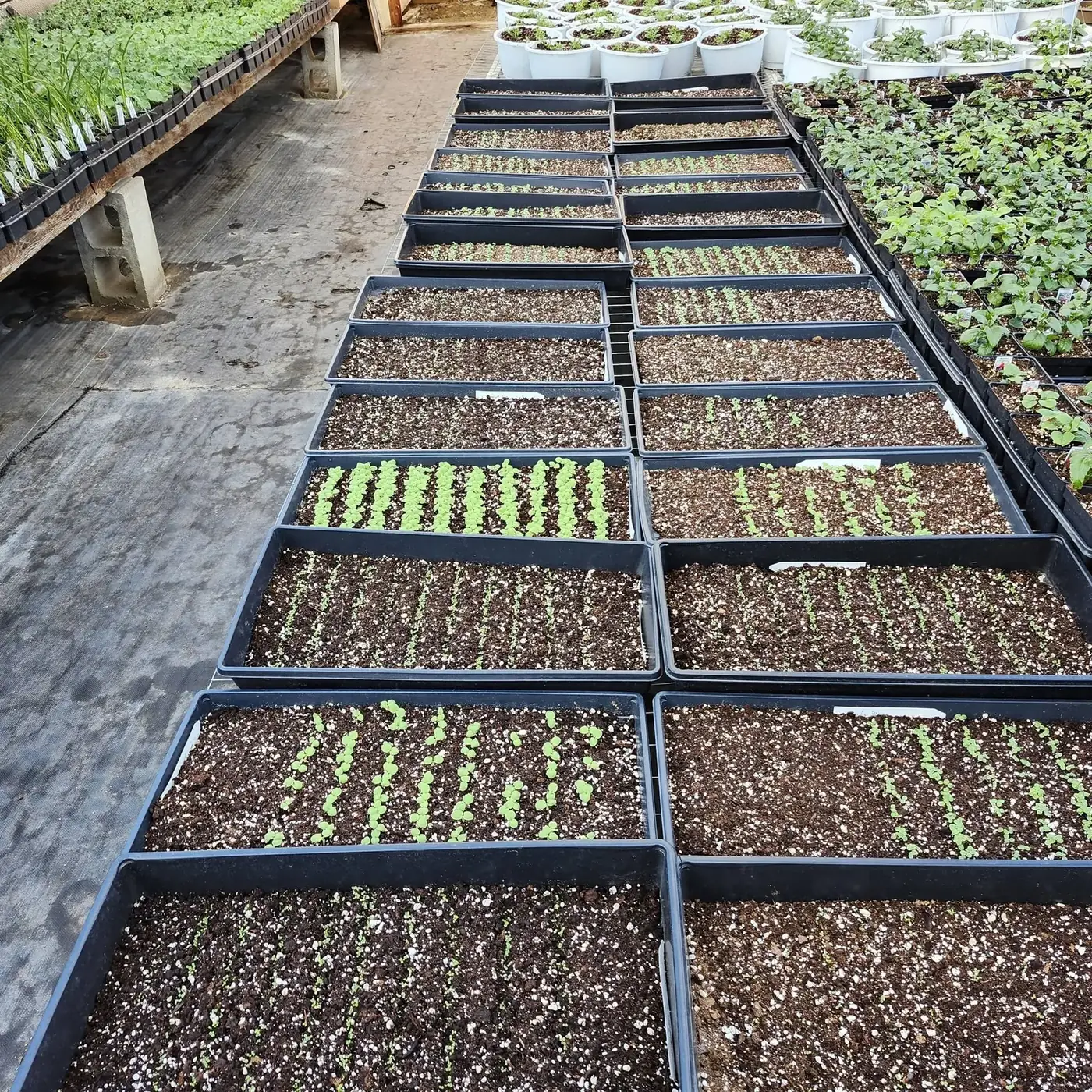 White planters filled with fresh soil and young cuttings, lined up on a bench