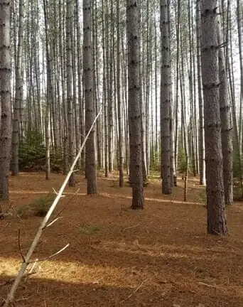 A stand of red pine