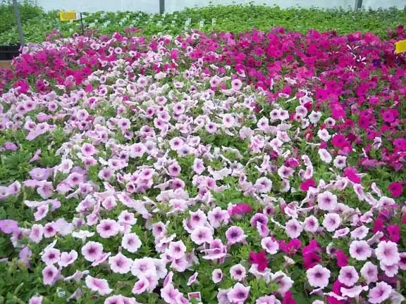 Trays of Wave petunias in flower on the greenhouse benches