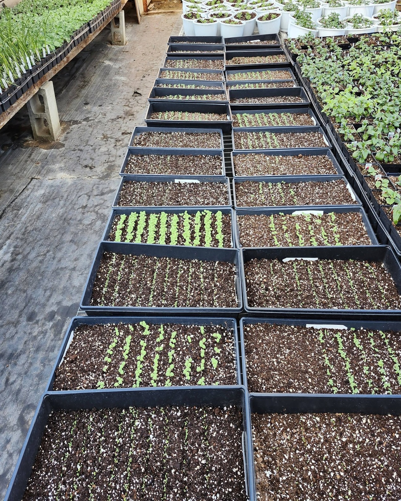 Seedling trays and young plants filling the greenhouse benches