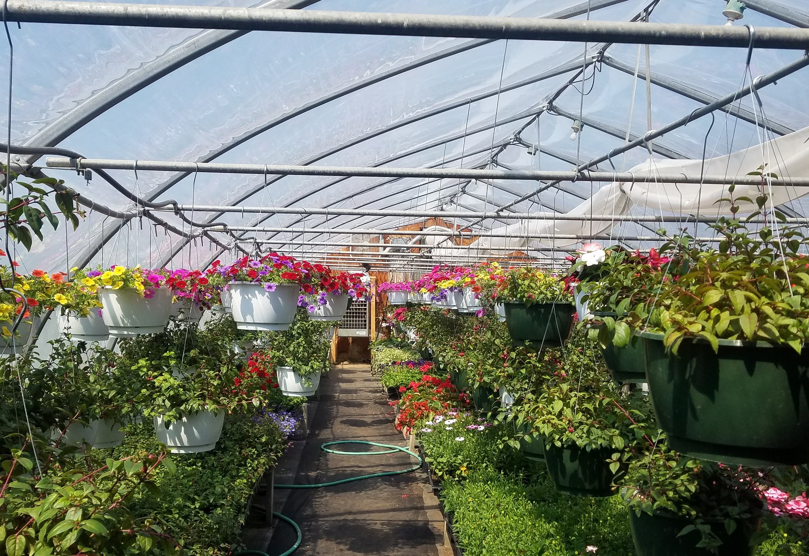 Benches of annuals running down the aisle of the Ellis greenhouse