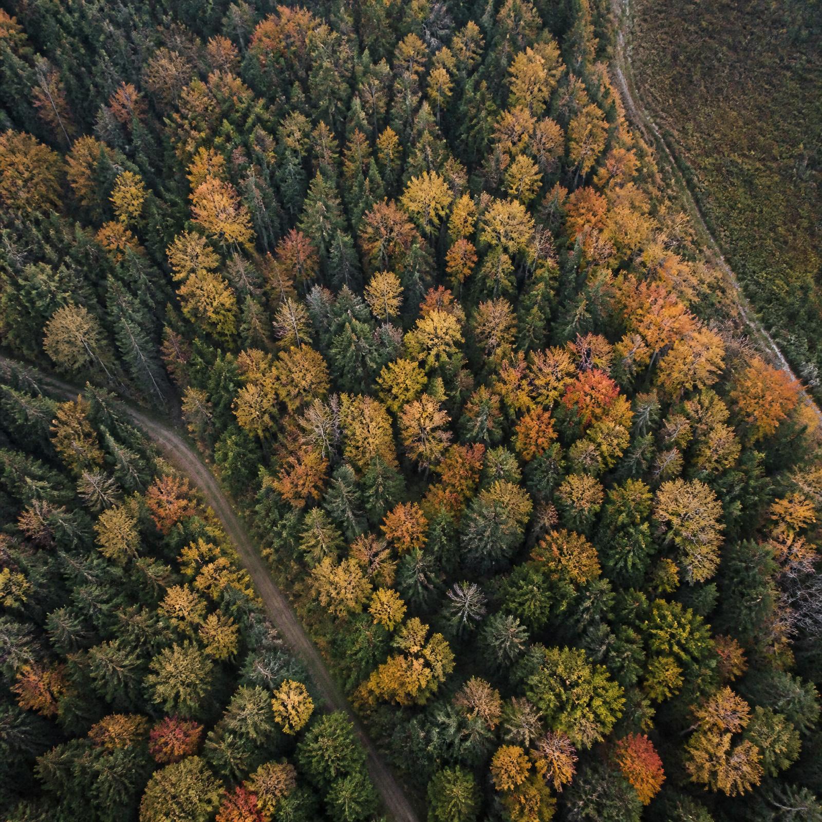 Aerial view looking straight down on a mixed conifer and hardwood canopy with a woods road running through it