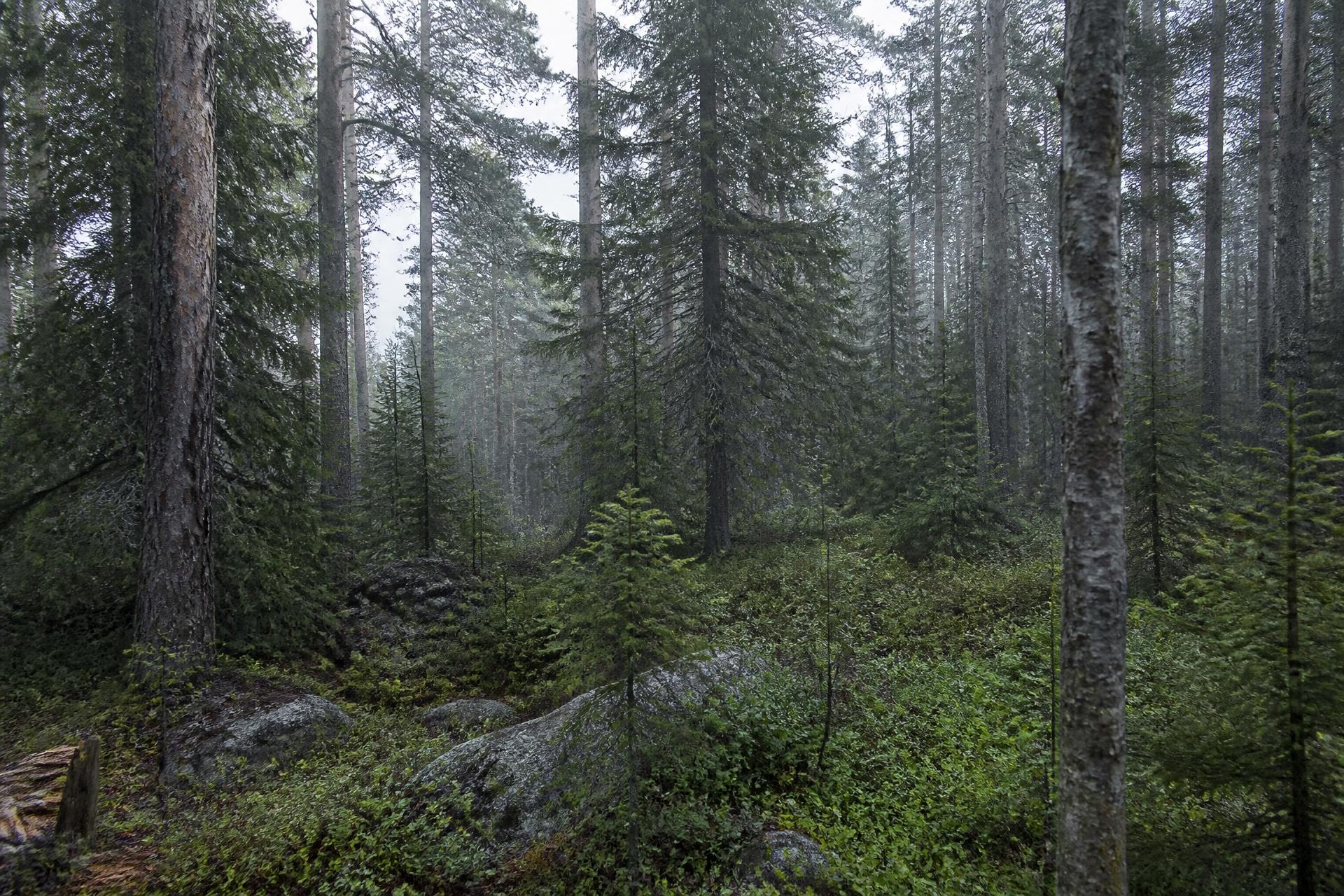 A mature mixed Maine stand of pine and spruce in flat overcast light