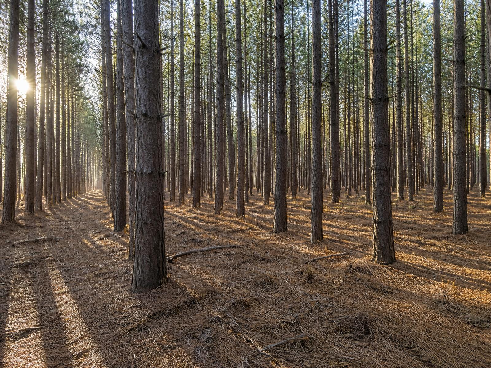 Evenly spaced red pine trunks in a thinned plantation, low sun raking between the rows