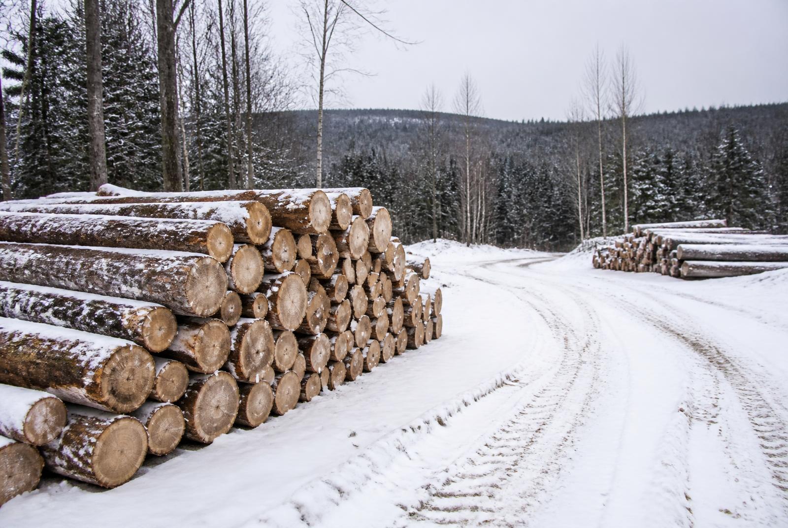 Stacked softwood logs at a snowy landing yard on the edge of a woodlot