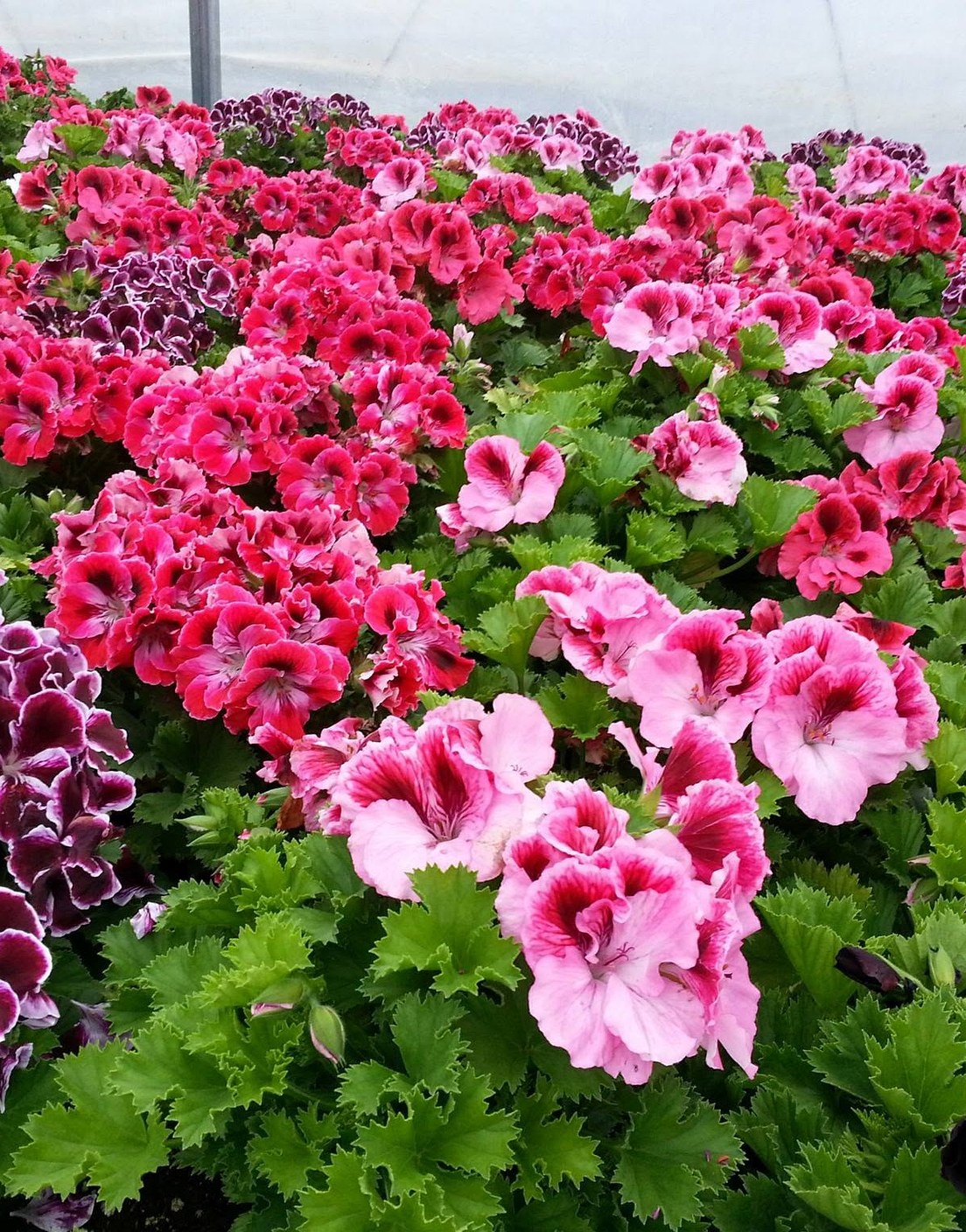 Potted geraniums in flower on a greenhouse bench at Ellis'
