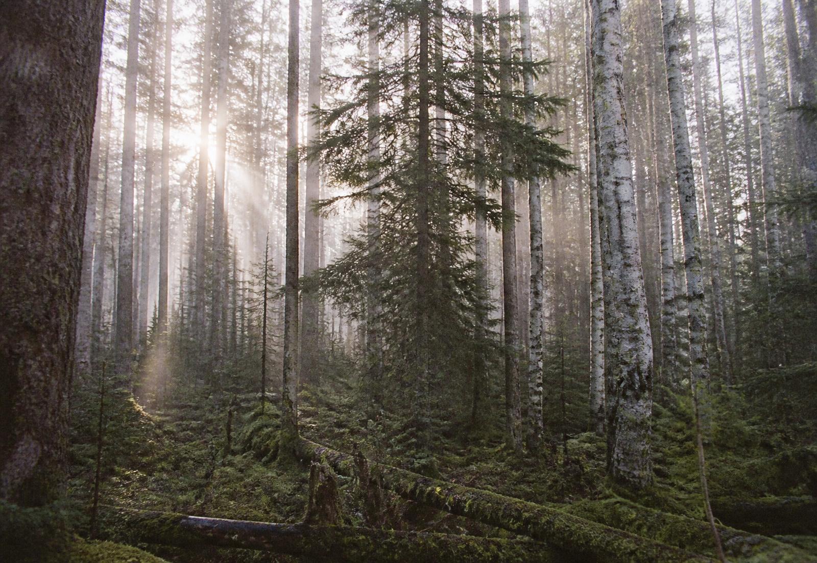 Mist between mature trees in a Maine woodlot