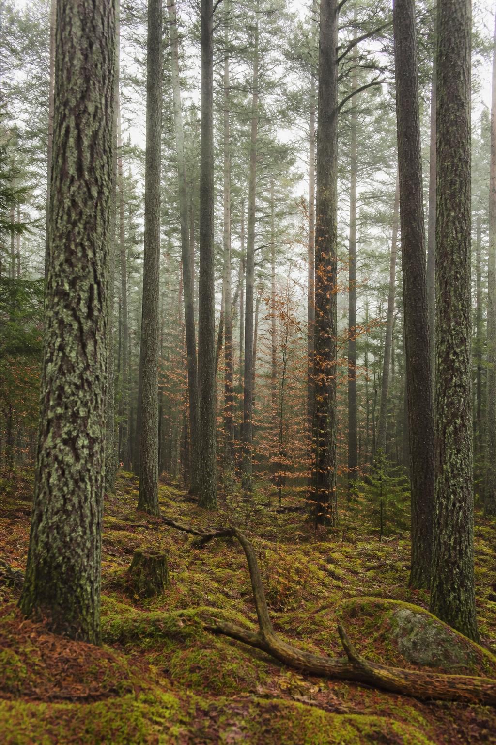 Tall pine and hardwood trunks in mist on a managed Maine woodlot