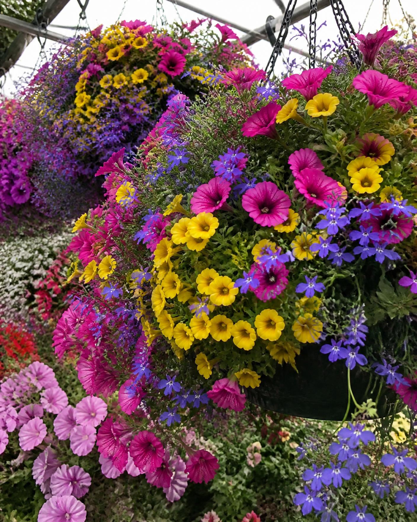 Mixed hanging baskets in flower under greenhouse glass