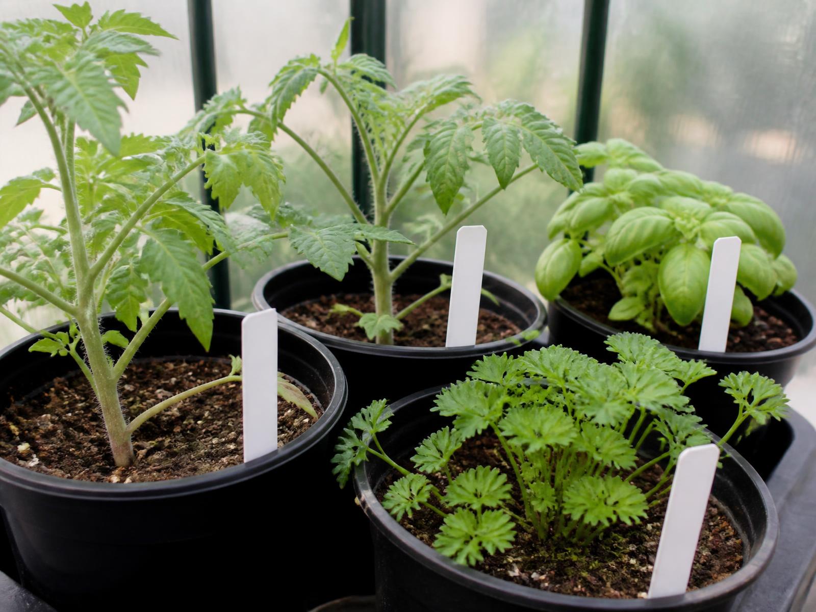 Tomato, basil and parsley starts in four inch pots on a greenhouse bench