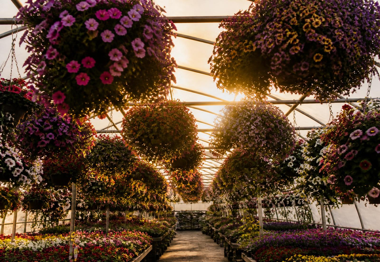 Rows of flowering annuals inside the Ellis greenhouse in late spring