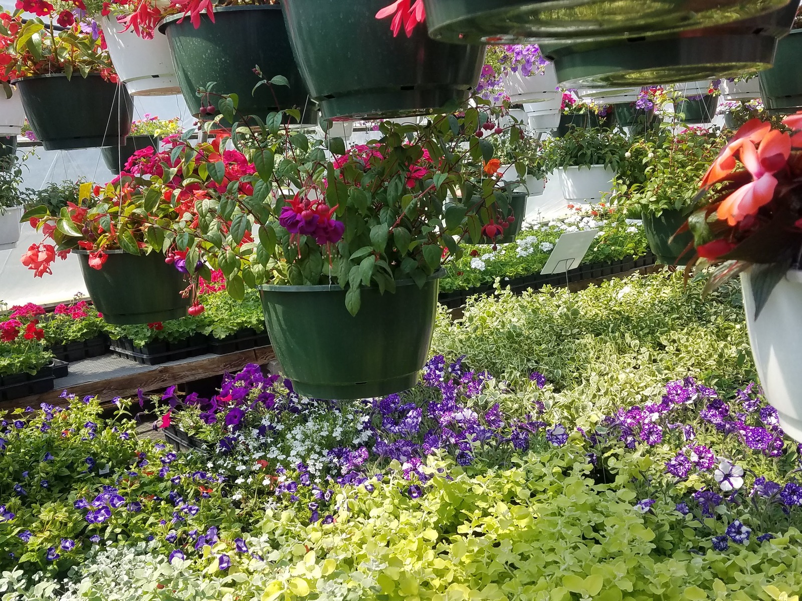 Hanging baskets and flowering plants filling the greenhouse