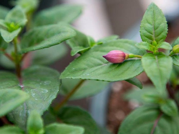 A fuchsia in bud on the bench at Ellis' Greenhouse & Nursery